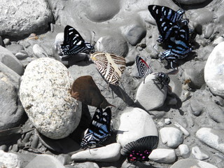 Schmetterlinge am Fluss