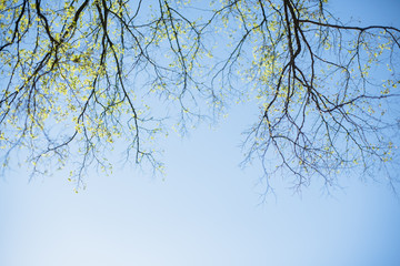 Thin spring twigs of a tree against a blue sky.