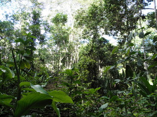 im Amazonasdschungel