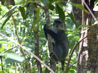 Affe im Regenwald