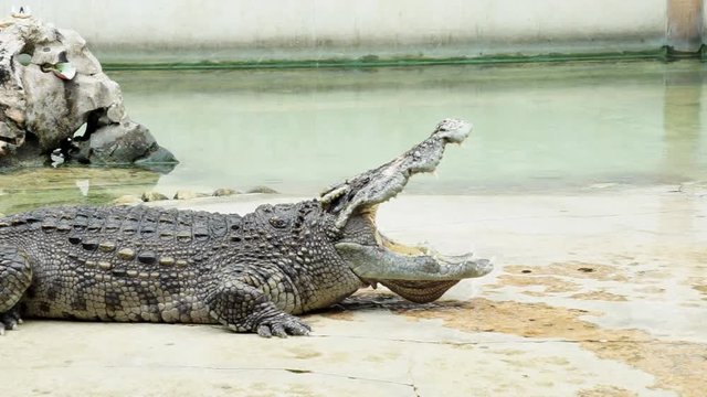 Big Crocodile Opens Mouth