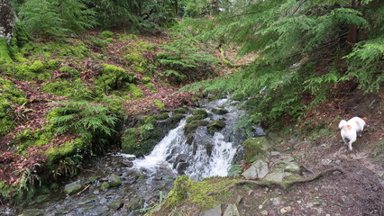 forest water stream