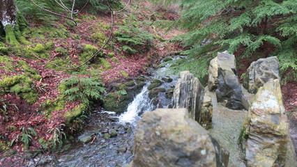 forest water stream
