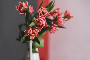 A bouquet of pink peony tulips in a white jug.