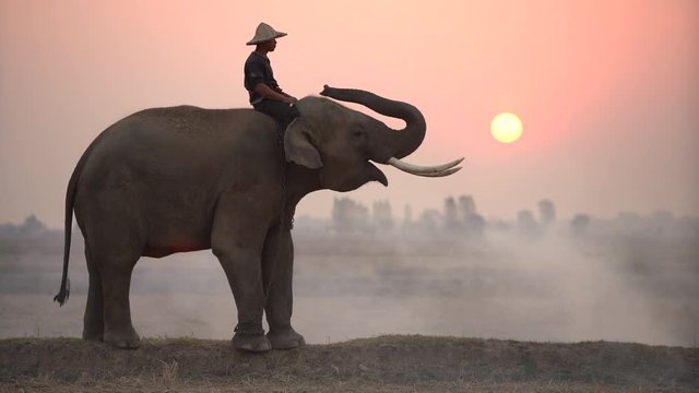 Mahout ride elephant in during sunrise at Chang village Surin province Thailand.