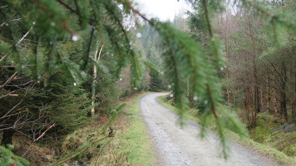 Obraz premium path in forest