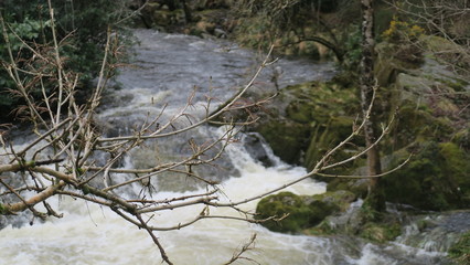 river in forest
