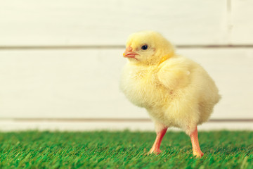 Little chicken on the grass