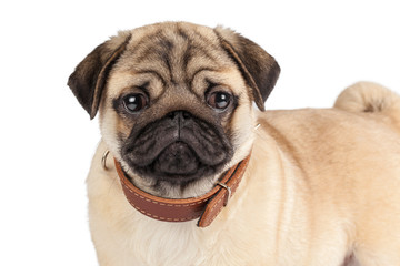 Pug dog isolated on a white background