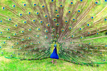 Obraz premium Peacock with tail wide open. Close-up. Background. Texture.