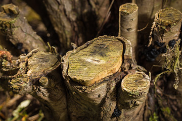 Fototapeta na wymiar abgeschnittene Reste eines Baumes / Wurzelwerk Baumstumpf