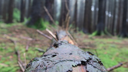 fallen tree