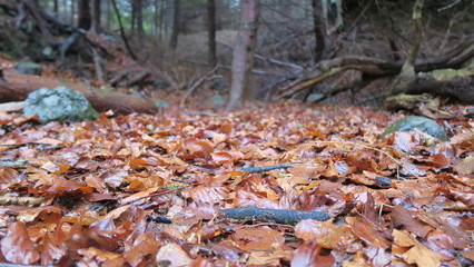 autumn leaves in forest
