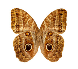 caligo brasiliensis on white background