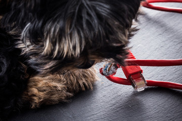 Hund knabbert an Kabel - obrazy, fototapety, plakaty