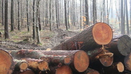 logs in forest