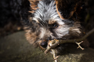 Naklejka premium Hund knabbert an Ast von Baum