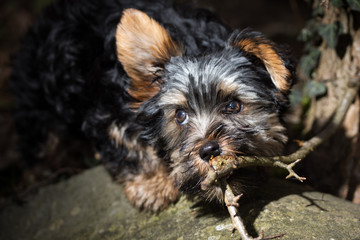 Biewer Yorkshire Terrier Hund knabbert an Ast von Baum