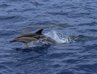Dolphin swims in the Atlantic Ocean. Taken near Madeira