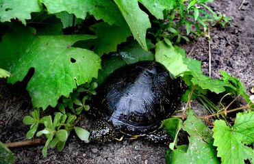 The European pond turtle also called the European pond terrapin and European pond tortoise, is a long-living freshwater speciesof turtle