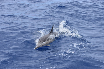 Obraz premium Dolphin swims in the Atlantic Ocean. Taken near Madeira