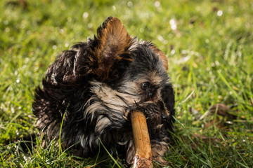 Hund knabbert an Stöckchen im Gras mit Maul