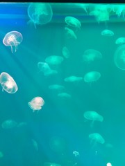 jellyfish