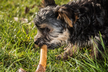 Hund greift Stöckchen im Gras mit Maul