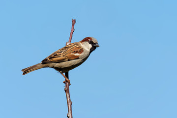 Haussperling