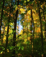 the beautiful autumn forest in bright yellow colors
