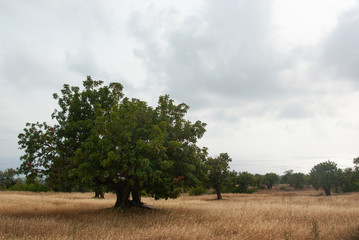 green tree on the field