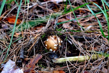 Amanita pantherina, also known as the panther cap and false blusher due to its similarity to the true blusher