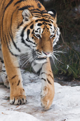Fototapeta na wymiar Amur tiger (Siberian tiger) on the background of fir trees in the winter close-up, cat.