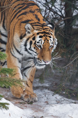 Tiger in the forest. Amur tiger (Siberian tiger) among fir trees in winter close-up, powerful face of a big beautiful predatory cat.