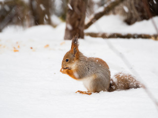 Naklejka na ściany i meble Ginger squirrel sits on snow in the winter forest. Curious rodent eating a nut.