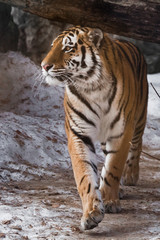 Fototapeta na wymiar Tiger paces and looks proudly. The powerful and beautiful big cat Amur tiger goes on snow