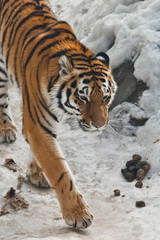 Tiger close-up, on a background of snow and tiger shit (litter) The powerful and beautiful big cat Amur tiger goes on snow