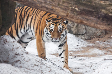 The tiger suddenly comes out from behind a fallen tree and looks at you. The powerful and beautiful big cat Amur tiger goes on snow
