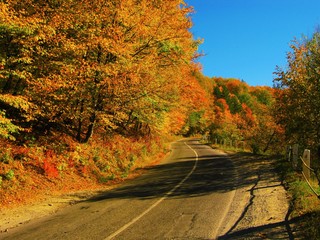 Naklejka premium the beautiful autumn forest in bright yellow colors