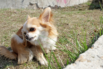 Dog Chihuahua is scratching on the green grass in the first days of spring. Dog with a parasite strap - fleas, ticks and others. Chihuahua dog scratch with paw. Healthy pets. Vet. Spring time. Collar.