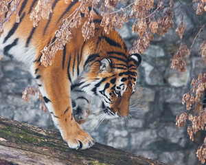 A tiger on a fallen tree against the backdrop of autumnal wilted plants , a tiger is about to jump,...