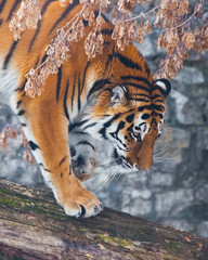 A tiger on a fallen tree against the backdrop of autumnal wilted plants , a tiger is about to jump, close-up, the beautiful hair of a big wild cat.