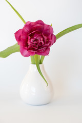 Tulpe (gefüllte Blüte)