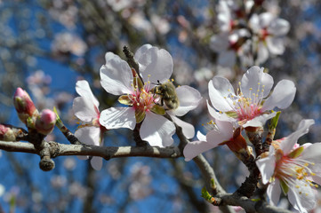 Almond blossoms, bees, bugs and spring time is here! 2019