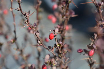 Japanese barberry Red Rocket