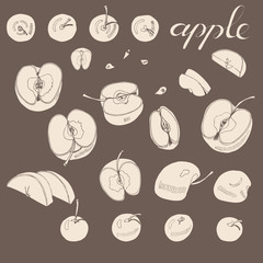 Vintage collection of whole and sliced apples. Hand drawn  sepia sketch with apples on brown  background