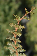 Hinoki cypress Teddy Bear