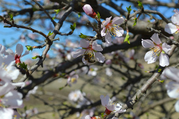 Almond blossoms, bees, bugs and spring time is here! 2019