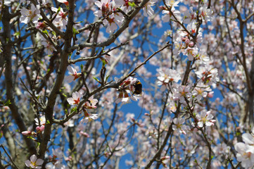 Almond blossoms, bees, bugs and spring time is here! 2019