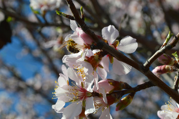 Almond blossoms, bees, bugs and spring time is here! 2019